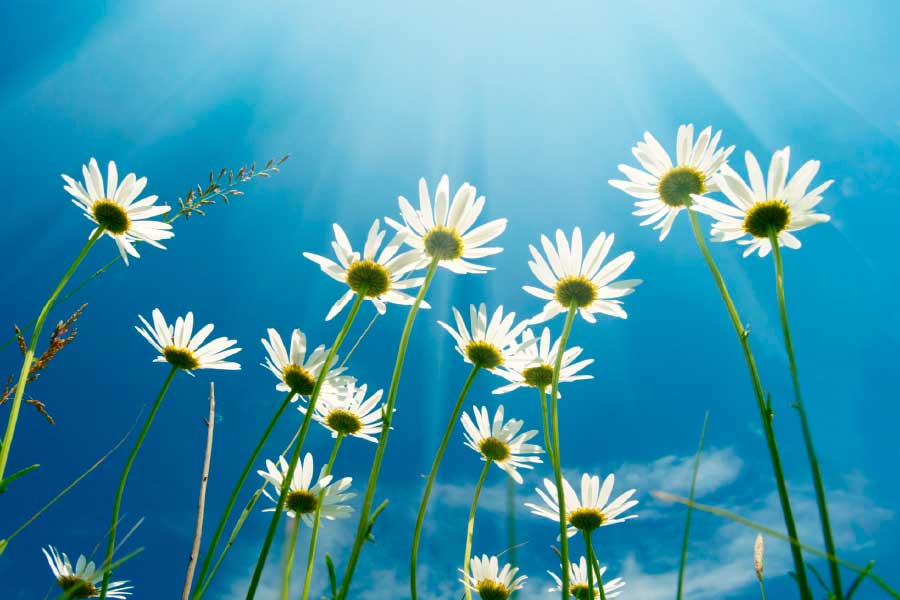 Bella Home White Daisies on Blue Sky View Print Canvas Ready to hang