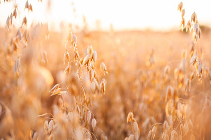 Oat Plants Field Closeup View Photograph Print 100% Australian Made