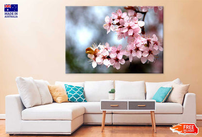 Pink Cherry Blossom Flowers View Photograph Print 100% Australian Made