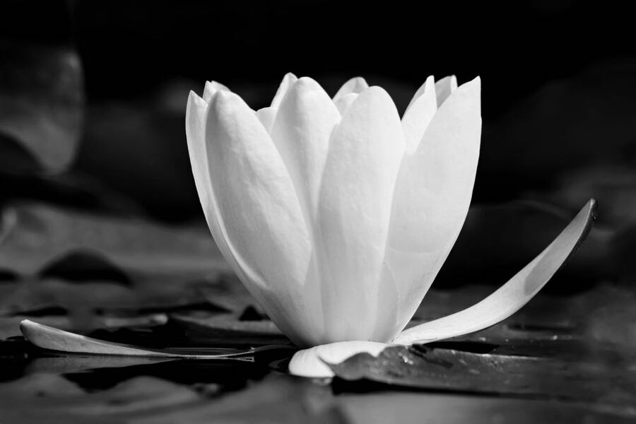 White Lotus Flower B&W Photograph Print 100% Australian Made