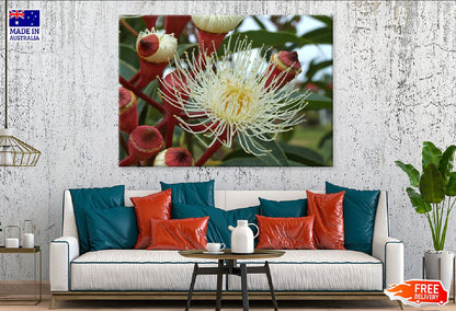 White Eucalyptus Flower Closeup Photograph Print 100% Australian Made