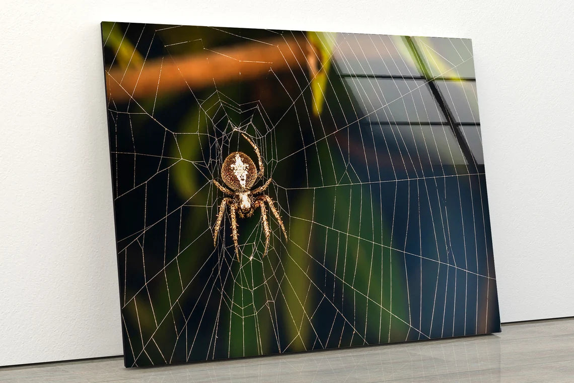 Spider on Web Photograph Acrylic Glass Print Tempered Glass Wall Art 100% Made in Australia Ready to Hang