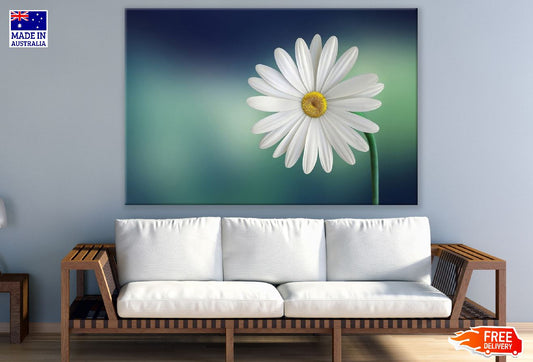 White Marguerite Flower Closeup Photograph Print 100% Australian Made