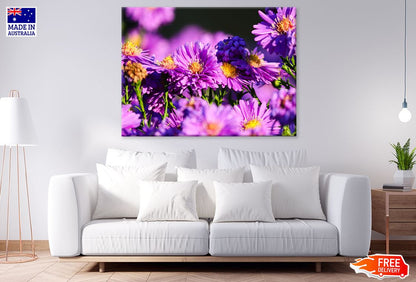 Magenta Aster Flowers Closeup View Print 100% Australian Made