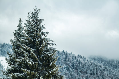 Snow on Pine Trees & Fogg View Photograph Home Decor Premium Quality Poster Print Choose Your Sizes