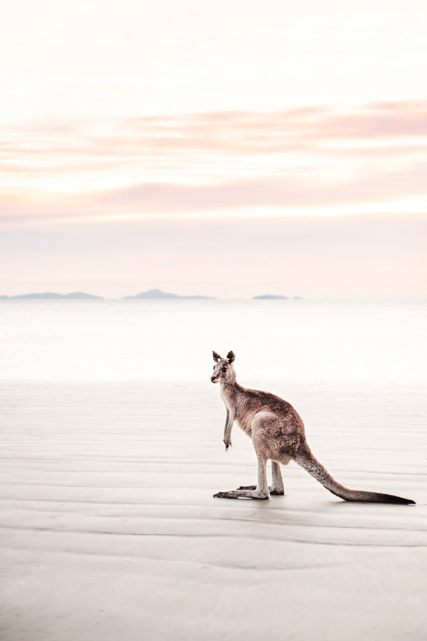 Lone Kangaroo on Queensland Beach Photograph Print 100% Australian Made