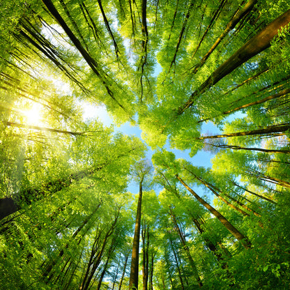 Square Canvas Green Trees & Sunshine View Photograph High Quality Print 100% Australian Made