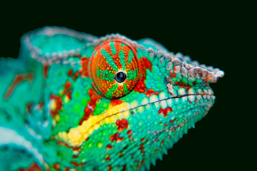 Chameleon Closeup View Photograph Print 100% Australian Made