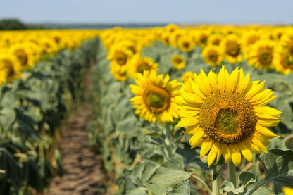 Sunflower Field Closeup View Photograph Home Decor Premium Quality Poster Print Choose Your Sizes