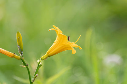 Bella Home Yellow Day Lilies Closeup Shot Print Canvas Ready to hang