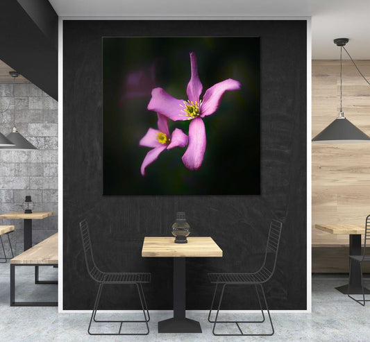 Square Canvas Pink Gentians Flower on Dark Photograph High Quality Print 100% Australian Made