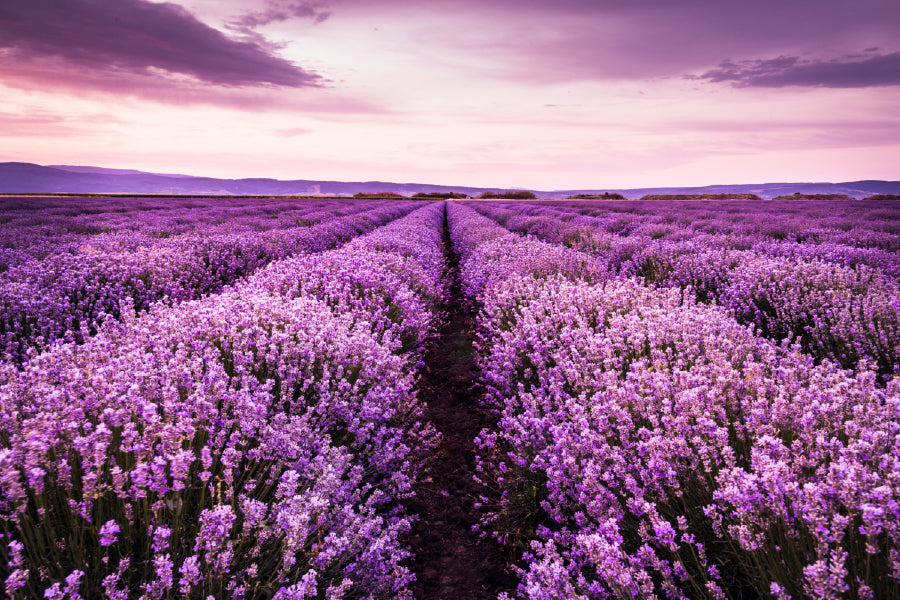 Purple Blooming Lavender Field View Photograph Print 100% Australian Made