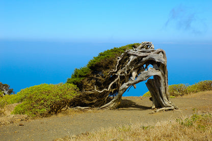 Juniper Tree on Hill Sky View Photograph Print 100% Australian Made