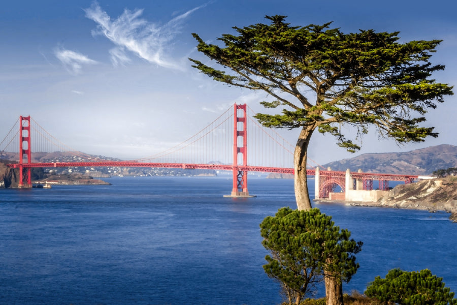 Golden Gate Bridge & Cypress Tree Photograph Print 100% Australian Made