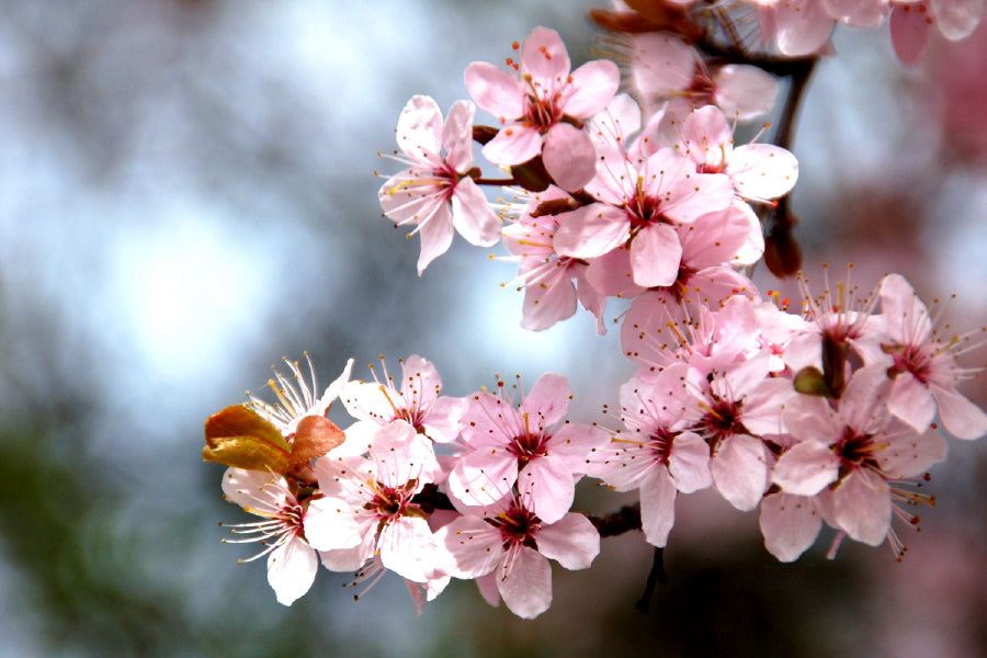 Pink Cherry Blossom Flowers View Photograph Home Decor Premium Quality Poster Print Choose Your Sizes