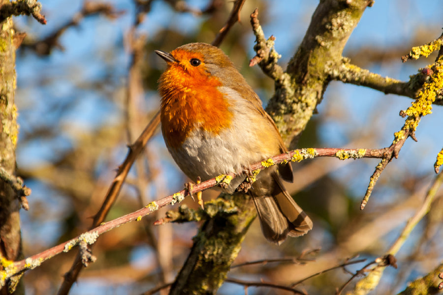 European Robin Bird on Tree View Photograph Print 100% Australian Made