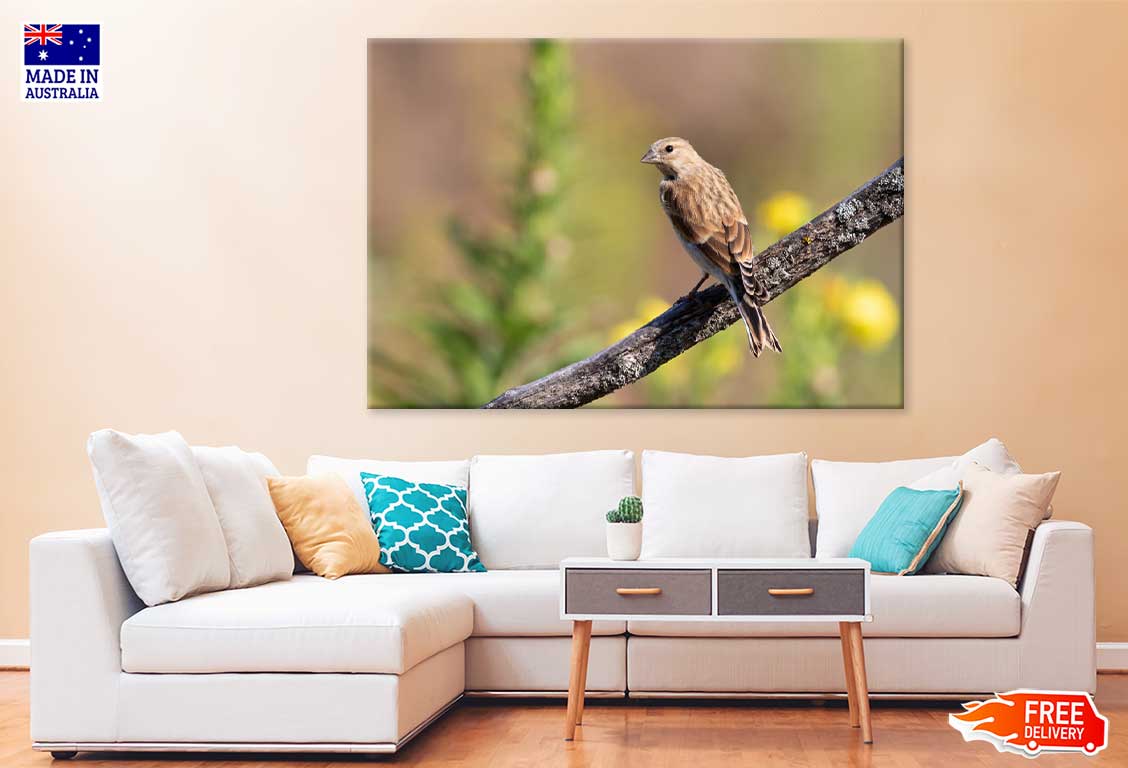 Young Bird on Branch Closeup View Photograph Print 100% Australian Made