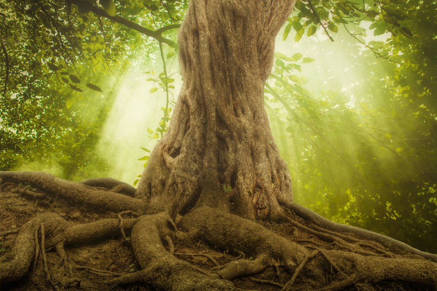 Big Tree Roots & Sunshine Forest Photograph Print 100% Australian Made