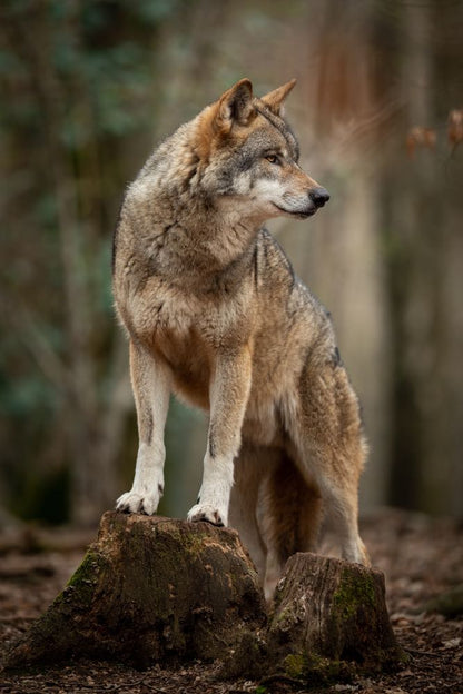 Wolf Closeup Photograph Print 100% Australian Made