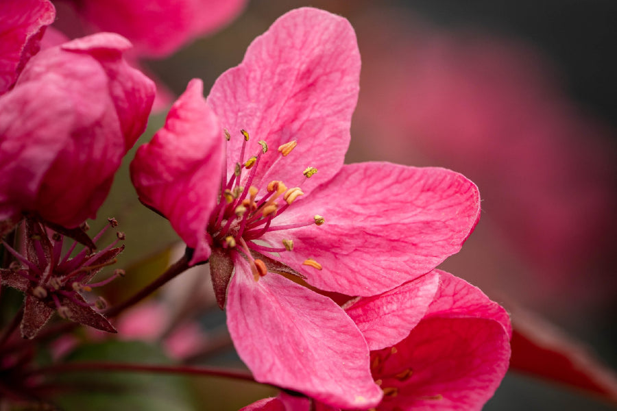 Plum Blossom Flower Closeup View Photograph Home Decor Premium Quality Poster Print Choose Your Sizes