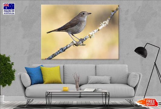 Small Sparrow on Tree Branch View Photograph Print 100% Australian Made