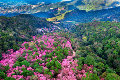 Cherry Blossom Tree on Mountains Photograph Print 100% Australian Made