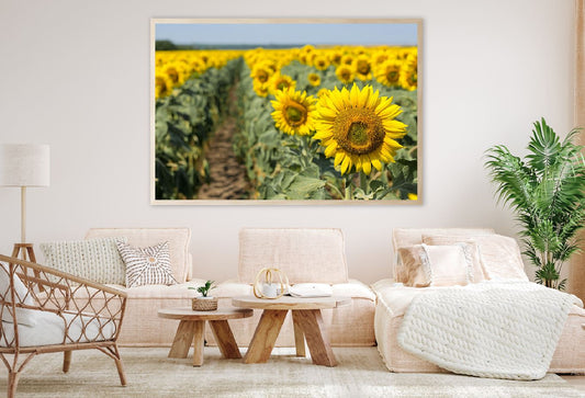 Sunflower Field Closeup View Photograph Home Decor Premium Quality Poster Print Choose Your Sizes