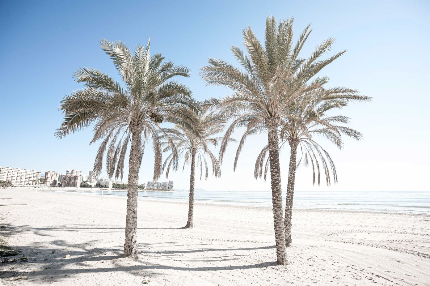 Palm Trees on Sea Shore Photograph Print 100% Australian Made