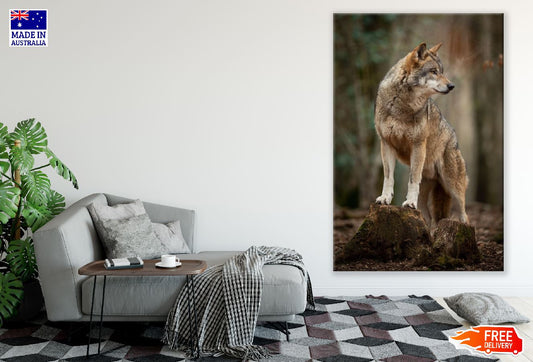 Wolf Closeup Photograph Print 100% Australian Made