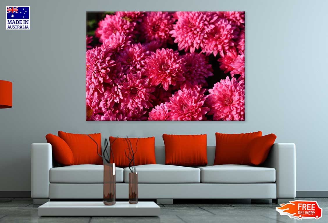 Pink Chrysanthemum Flowers View Photograph Print 100% Australian Made