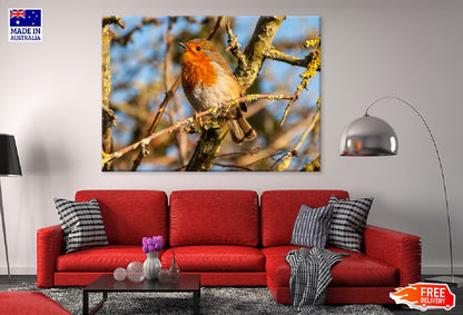 European Robin Bird on Tree View Photograph Print 100% Australian Made