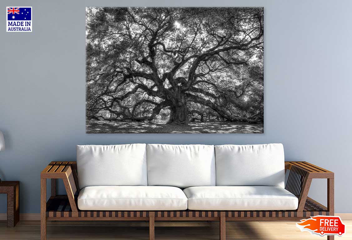 Old Tree with Branches B&W View Photograph Print 100% Australian Made