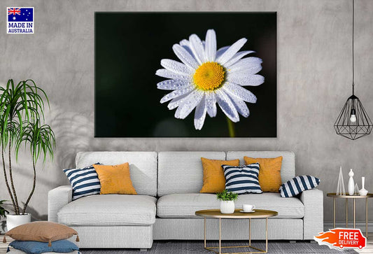 White Daisy Flower on Dark View Photograph Print 100% Australian Made