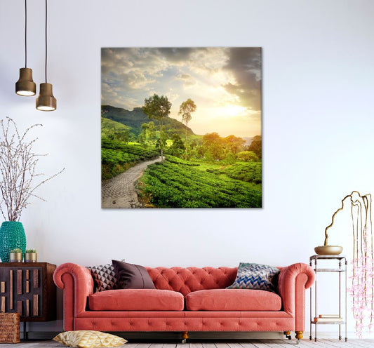 Square Canvas Green Tea Garden Nuwaraeliya Photograph High Quality Print 100% Australian Made