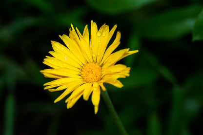 Water Droplet on Yellow Daisy Flower Photograph Print 100% Australian Made