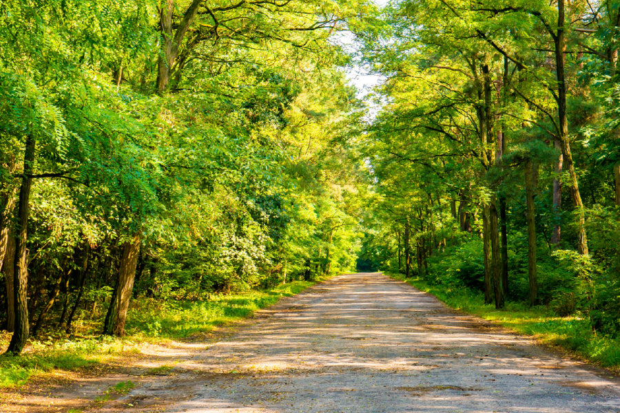 Road Covered with Trees on Sunshine Photograph Print 100% Australian Made