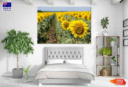 Sunflower Field Closeup View Photograph Print 100% Australian Made