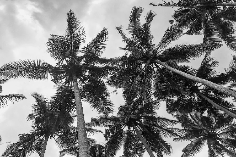 Palm Trees View From Below B&W Photograph Home Decor Premium Quality Poster Print Choose Your Sizes