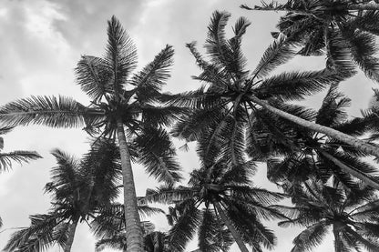 Palm Trees View From Below B&W Photograph Home Decor Premium Quality Poster Print Choose Your Sizes