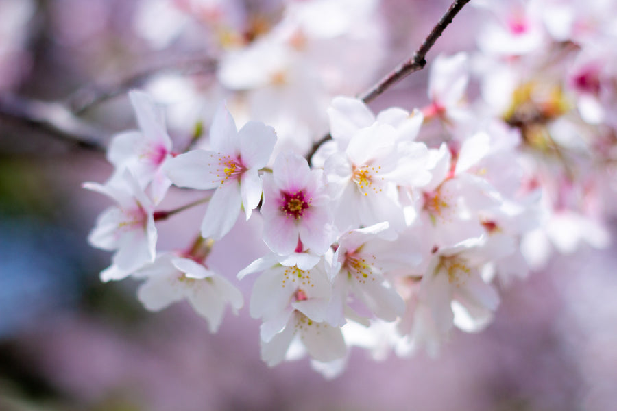 White Cherry Flowers Closeup View Photograph Print 100% Australian Made