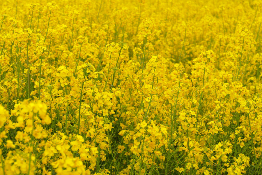 Wild Yellow Flower Field View Photograph Home Decor Premium Quality Poster Print Choose Your Sizes