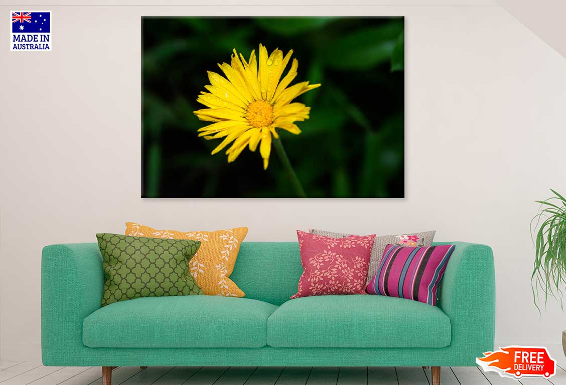 Water Droplet on Yellow Daisy Flower Photograph Print 100% Australian Made