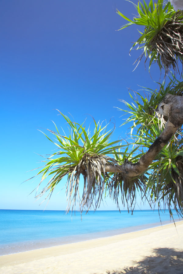 Mangrove tree Near Sea Photograph Print 100% Australian Made