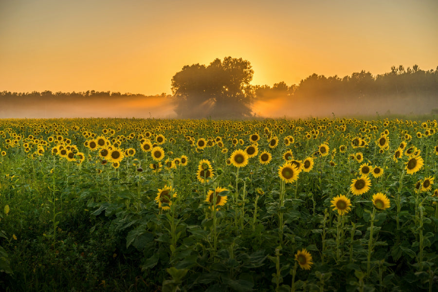 Sunflower Field Sunset Photograph Print 100% Australian Made