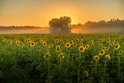 Sunflower Field Sunset Photograph Print 100% Australian Made