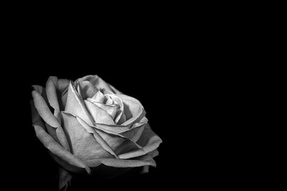 Rose Flower on Dark B&W View Photograph Print 100% Australian Made