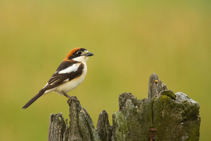 Red Headed Shrike Bird on Wood Photograph Print 100% Australian Made