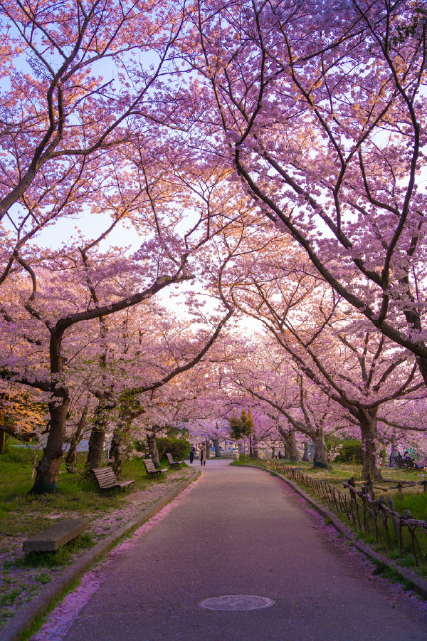 Cherry Blossom Trees Road Scenery View Photograph Home Decor Premium Quality Poster Print Choose Your Sizes