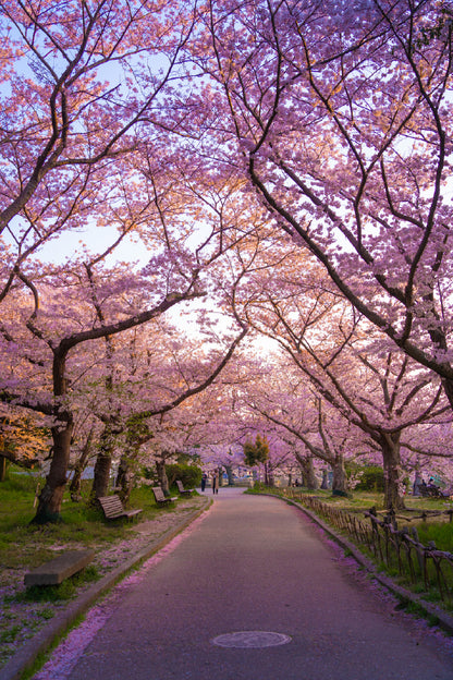 Cherry Blossom Trees Road Scenery View Photograph Home Decor Premium Quality Poster Print Choose Your Sizes