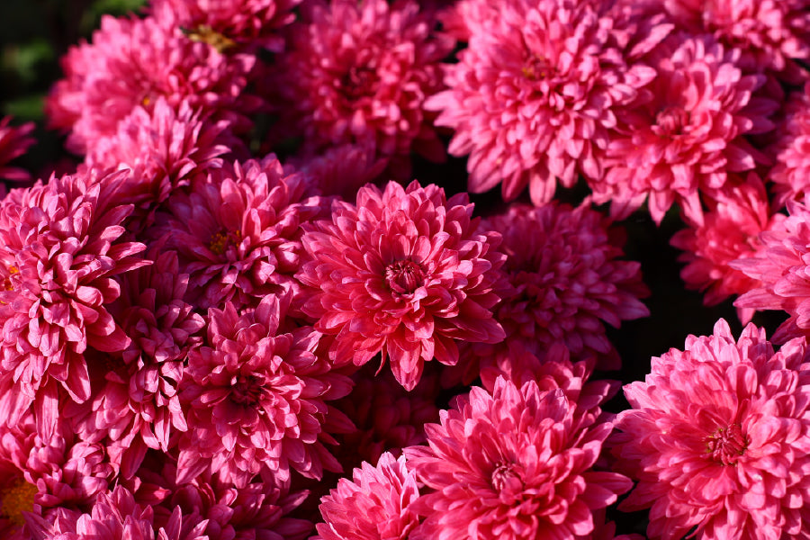 Pink Chrysanthemum Flowers View Photograph Print 100% Australian Made